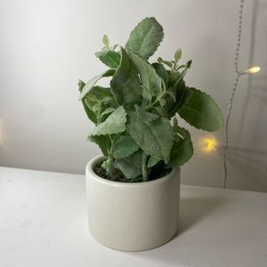 Hearth and Hand FAKE PLANT